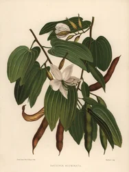 Bauhinia acuminata
